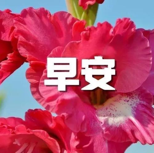 给领导早安问候语简短一句话